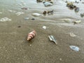 sea Ã¢â¬â¹Ã¢â¬â¹shells conus geographus on the sand on the beach in various shapes Royalty Free Stock Photo
